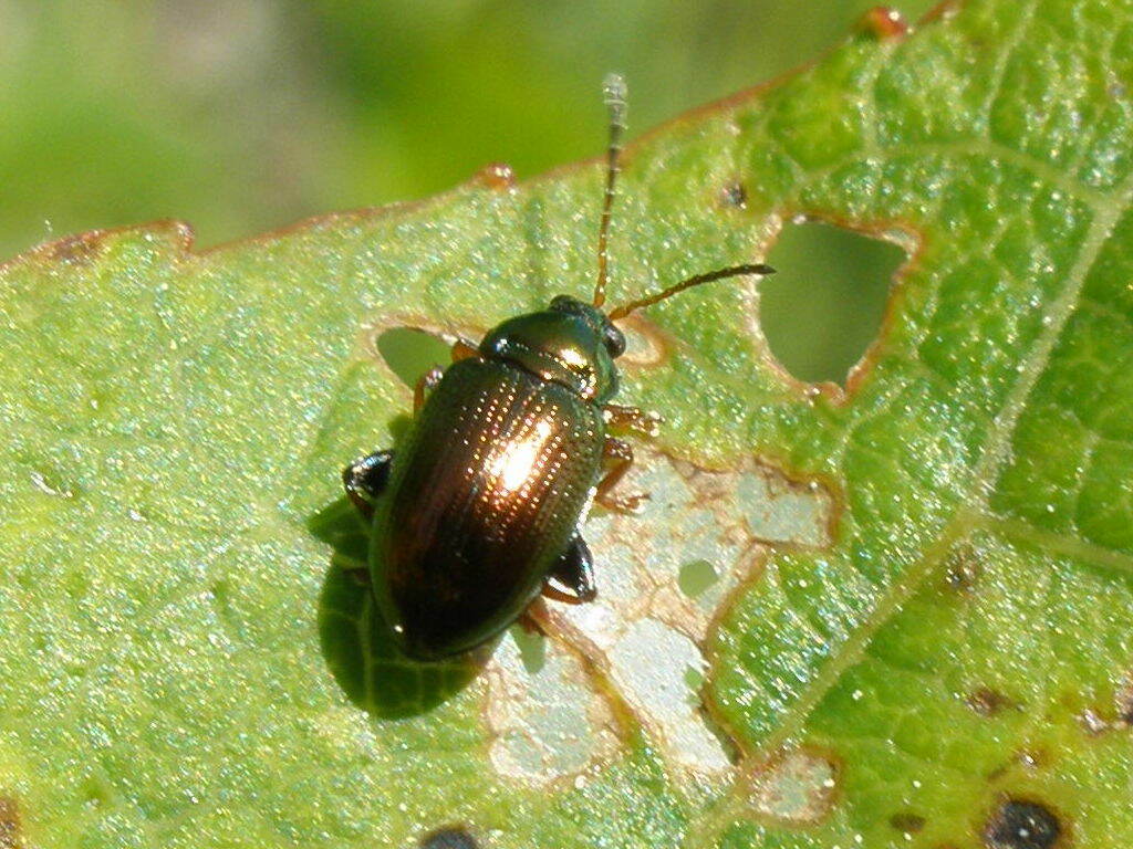 Crepidodera lamina