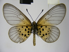 Acraea kraka