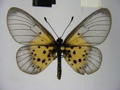 Acraea kraka