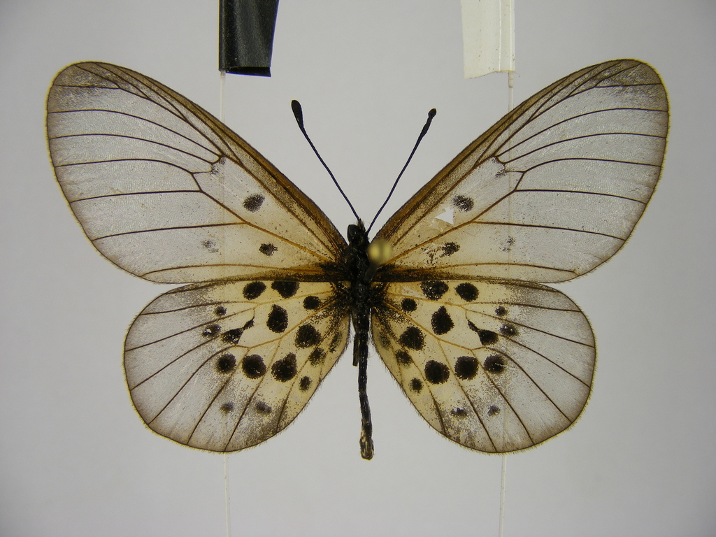 Rubraea kraka