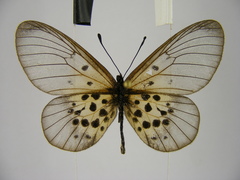 Acraea kraka