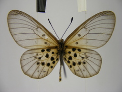 Acraea kraka
