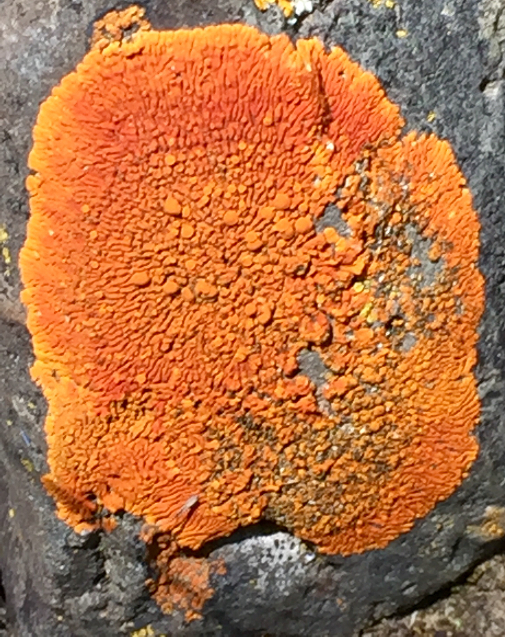 Xanthoria elegans image