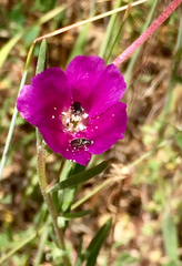 Clarkia purpurea