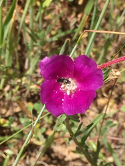 Clarkia purpurea