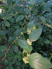 Itea rhamnoides