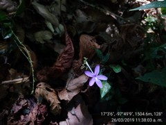 Pseuderanthemum praecox