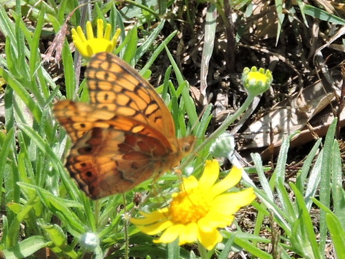 Variegated fritillary