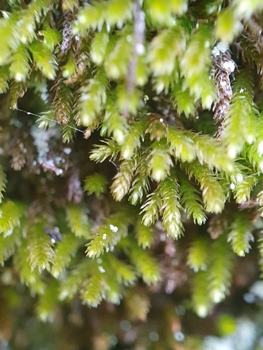 Image of Nogopterium gracile by no rights reserved