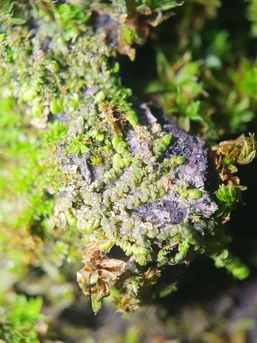 Image of Lejeunea patens by no rights reserved