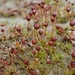 Blunt Cord-Moss - Photo (c) Stefan Gey, some rights reserved (CC BY-NC), uploaded by Stefan Gey