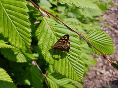 Pararge aegeria