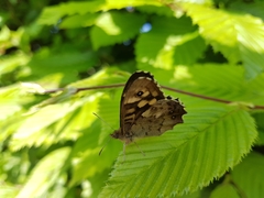 Pararge aegeria
