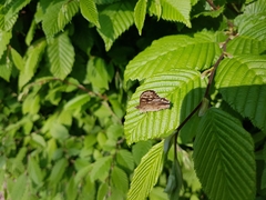 Pararge aegeria