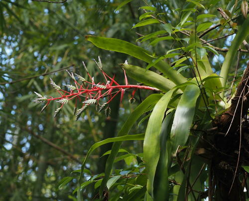 Aechmea dichlamydea, photograph 4