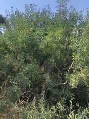 Salvadora australis