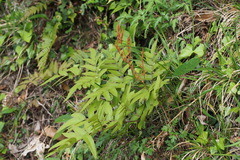 Osmunda japonica