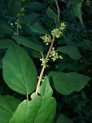 Itea rhamnoides