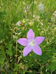 Campanula ramosissima
