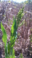 Lepidium latifolium
