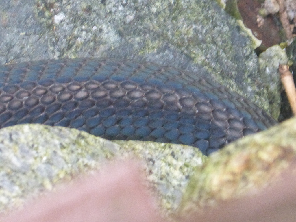 Equatorial Spitting Cobra from 301 Neo Tiew Cres, Singapore 718925 on ...