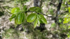 Diospyros virginiana