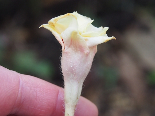 Image of Mandevilla hirsuta by (c) Lena Struwe, some rights reserved (CC BY-SA)
