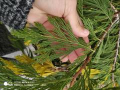 Calocedrus