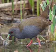 Plumbeous Rail photo 1