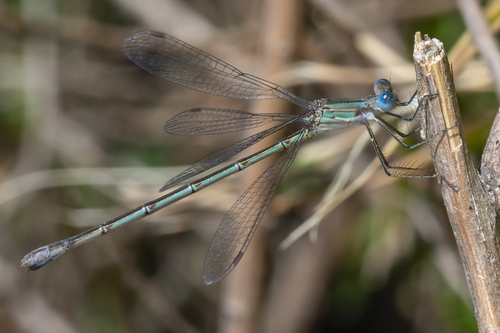 Lestes spatula