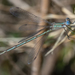 Lestes spatula - Photo (c) Gustavo Masuzzo, some rights reserved (CC BY), uploaded by Gustavo Masuzzo