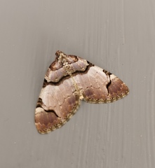 Anticlea derivata