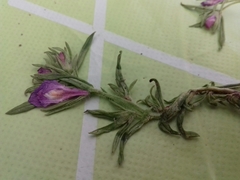 Dyschoriste linearis