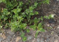 Arenaria serpyllifolia