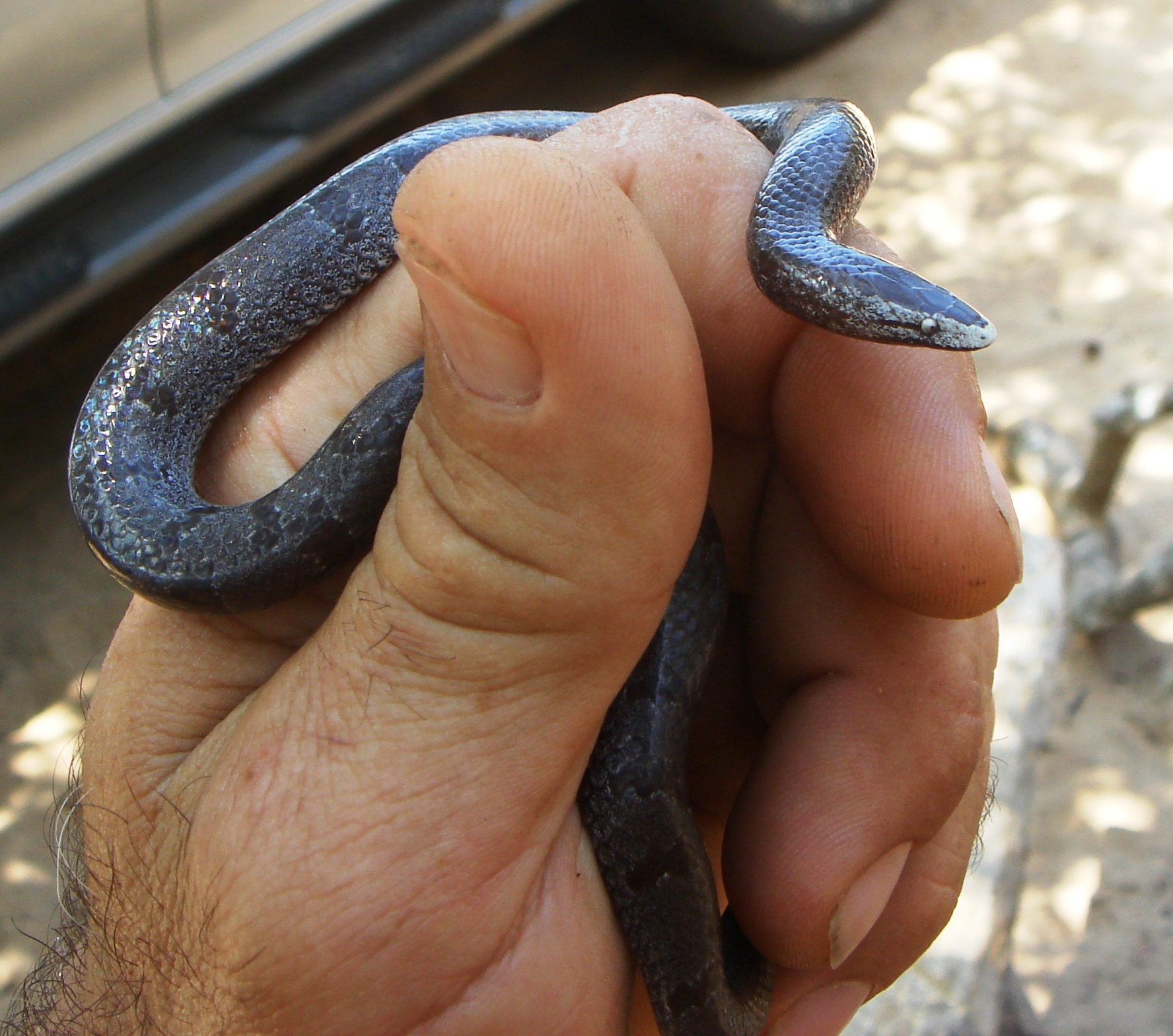 Eastern Wolf Snake photo 2