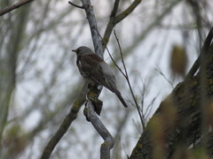 Turdus pilaris