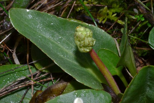 Micranthes fragosa (Micranthes fragosa)