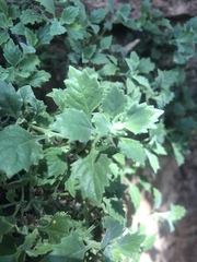 Stemodiopsis kamundii