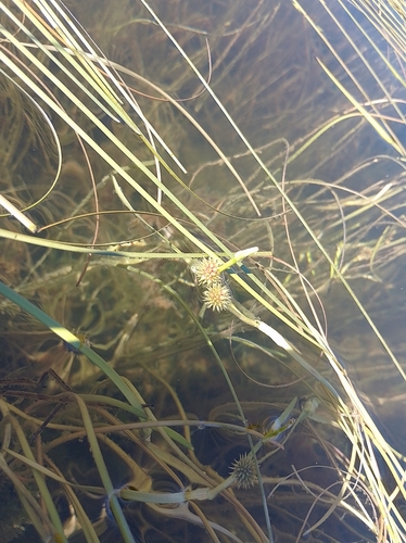 Image of Sparganium angustifolium by no rights reserved
