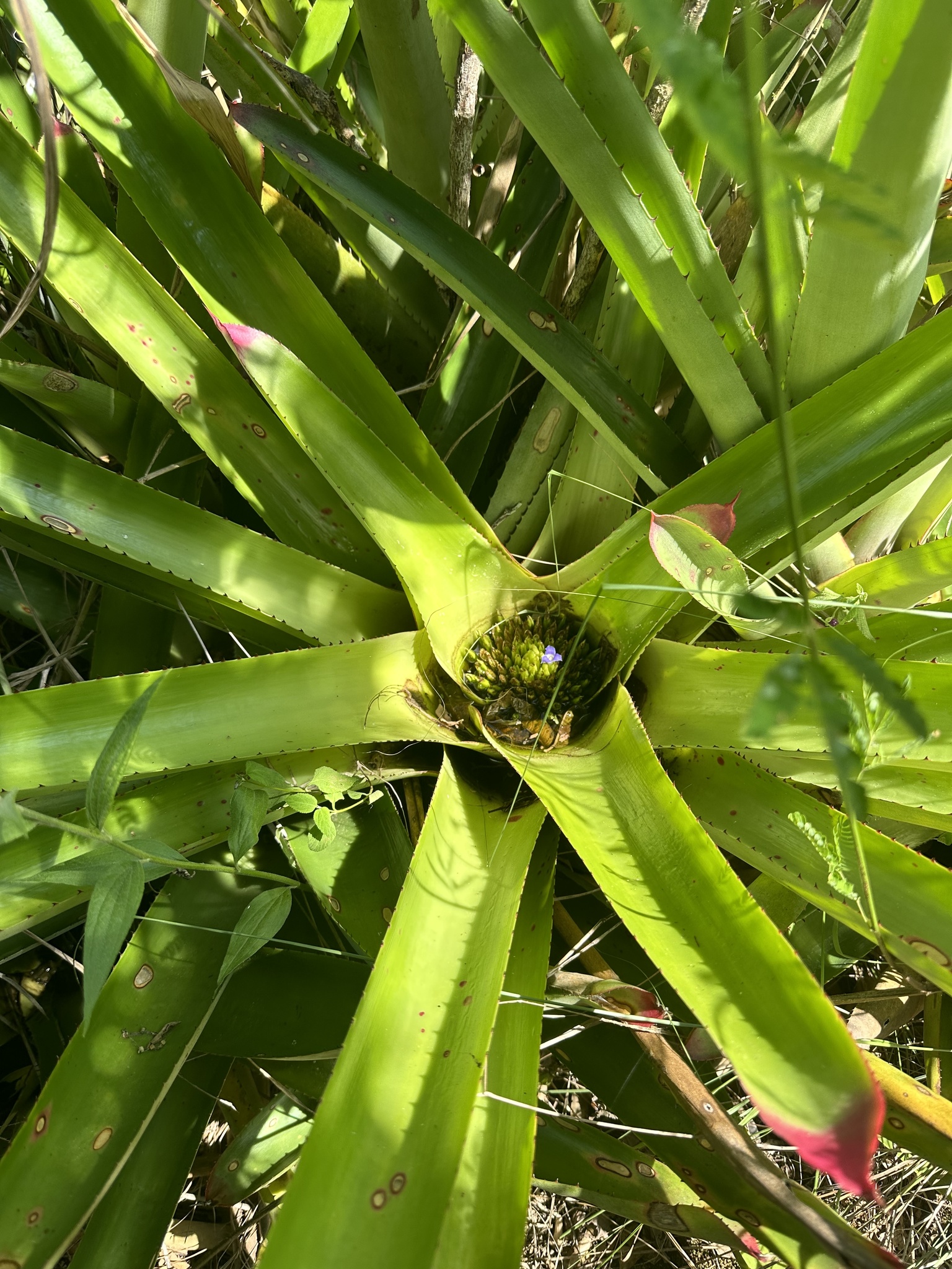 Imagem de Bromélia