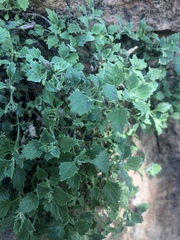 Stemodiopsis kamundii