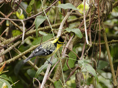 Machlolophus spilonotus