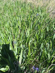 Camassia leichtlinii