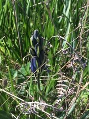 Camassia leichtlinii