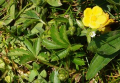 Potentilla simplex