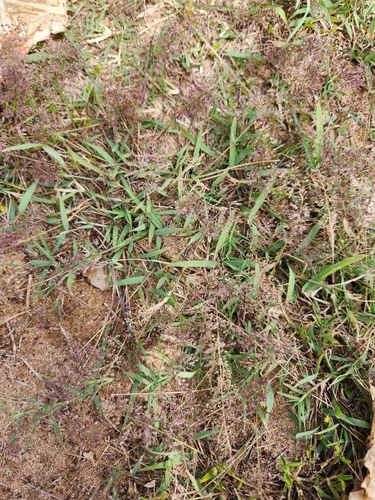 Eragrostis tenella observed 2024-02-22