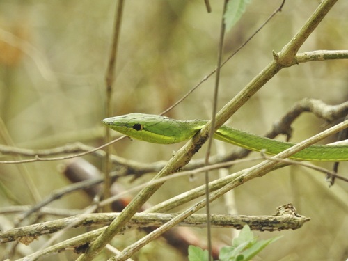 Green Vine Snake, Oxybelis fulgidus