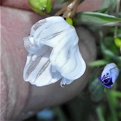 Sisyrinchium pruinosum