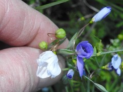 Sisyrinchium pruinosum