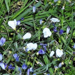 Sisyrinchium pruinosum